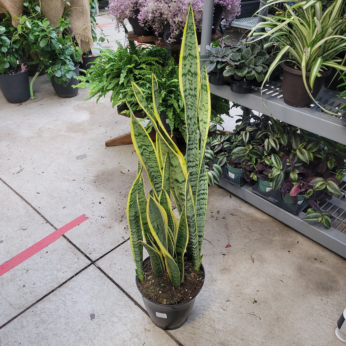 Snake Plant varieties