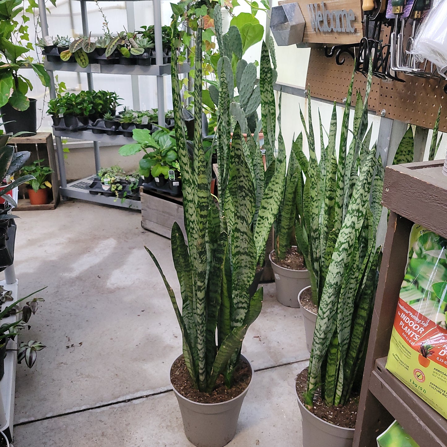 Snake Plant varieties