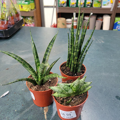 Snake Plant varieties