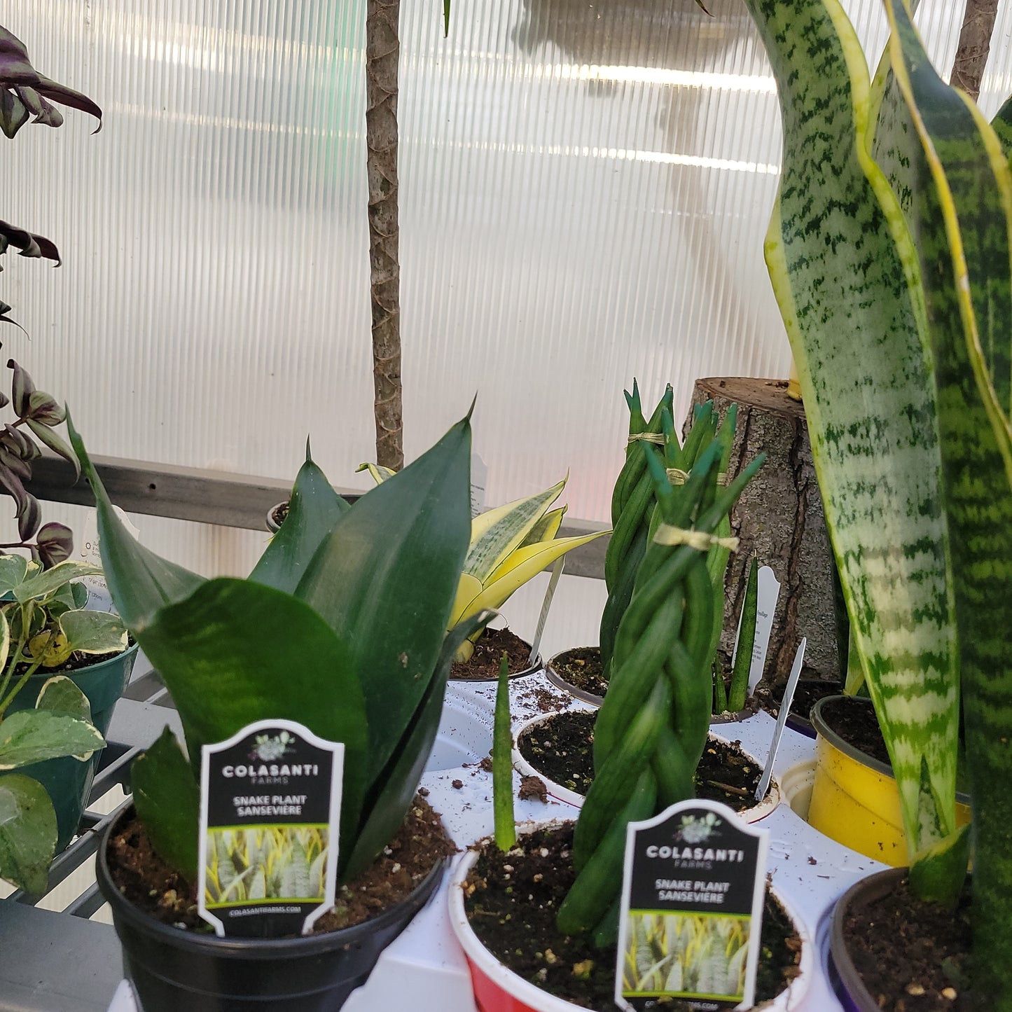 Snake Plant varieties