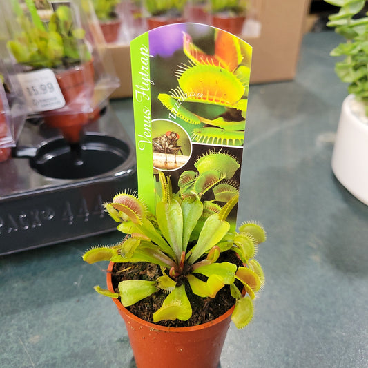 2.5" Venus Fly Trap