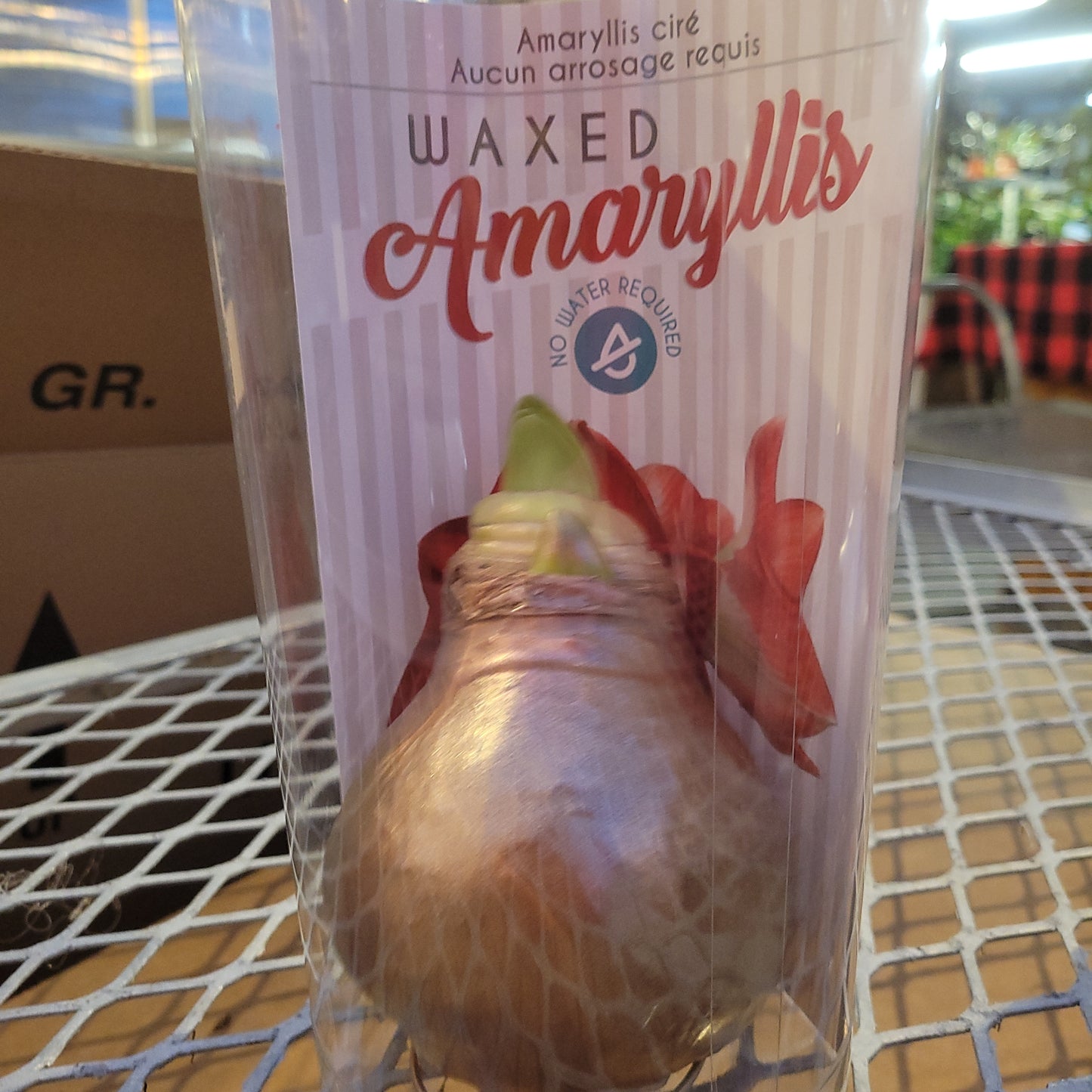 Waxed Amaryllis