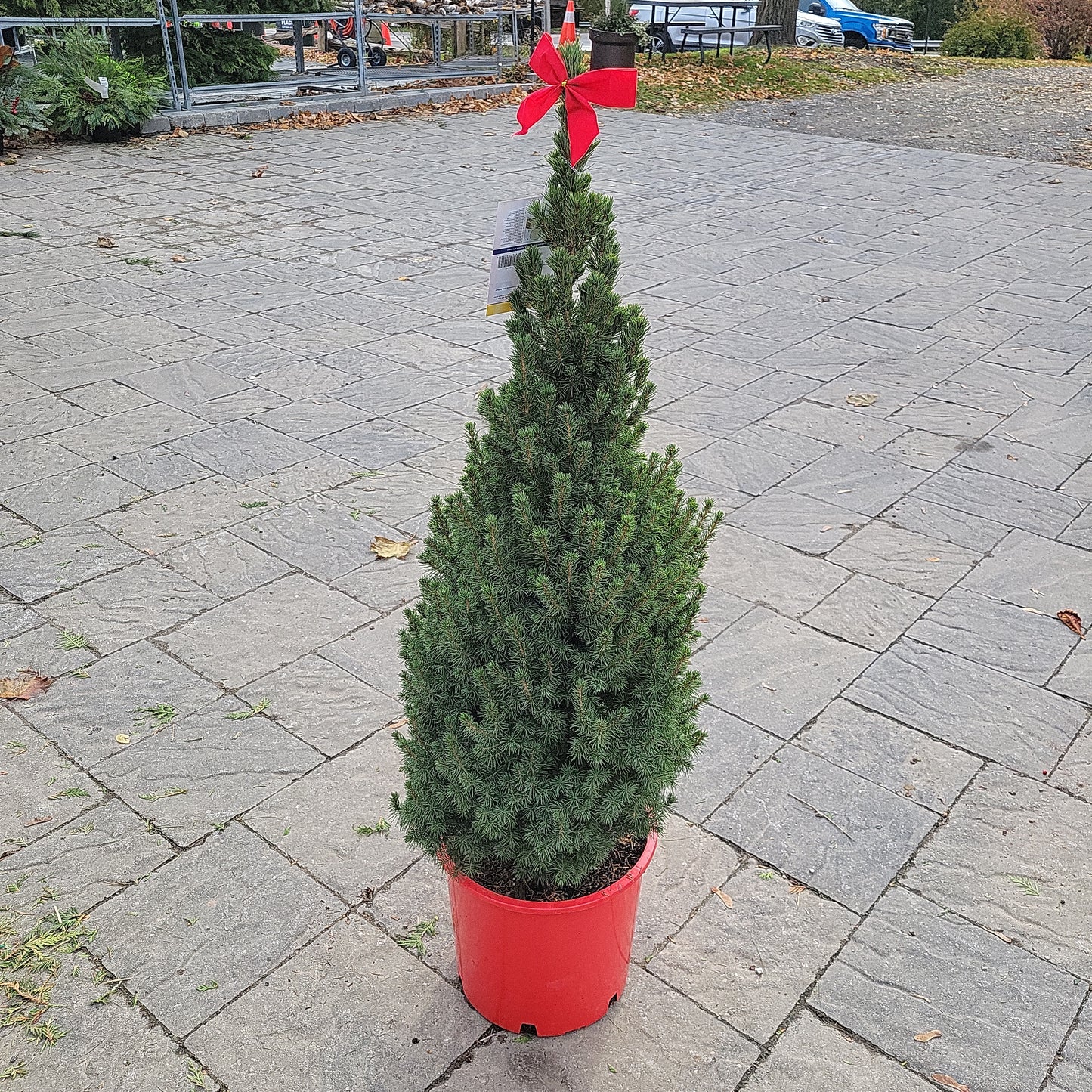 Potted Outdoor Christmas Trees