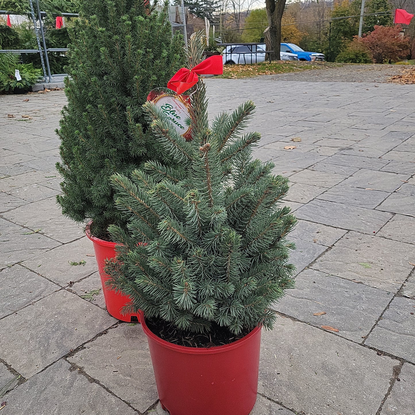 Potted Outdoor Christmas Trees