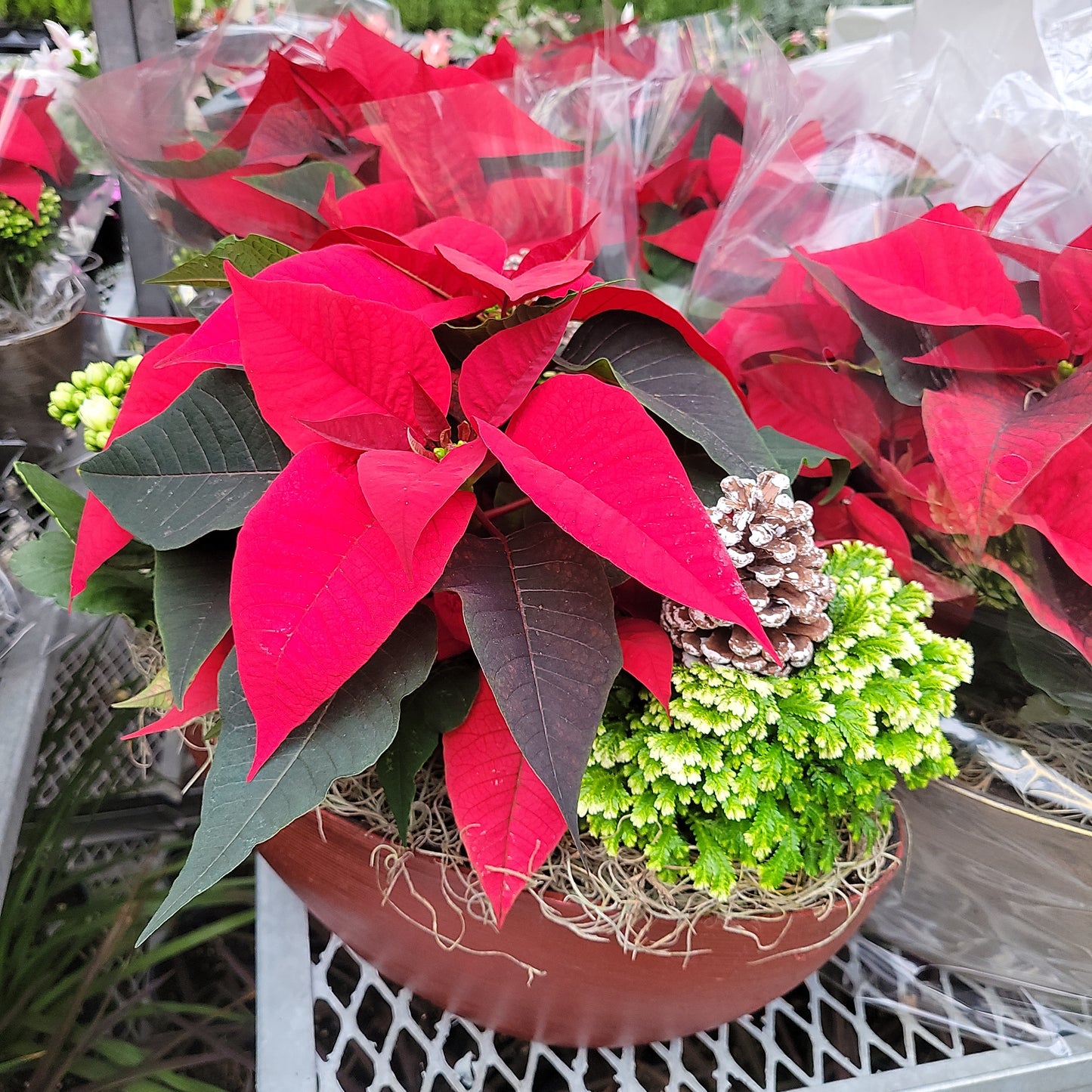Mixed Poinsettia Planters
