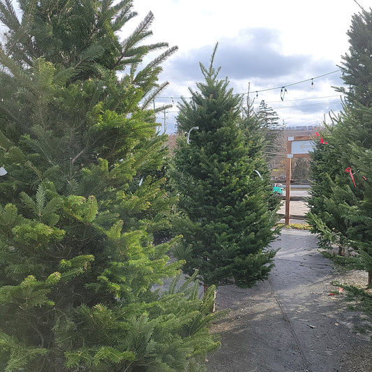 Pre Cut Balsam Fir Christmas Trees -  In Store Pick Up