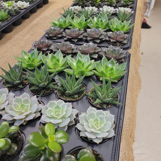 2.5" Assorted Succulents