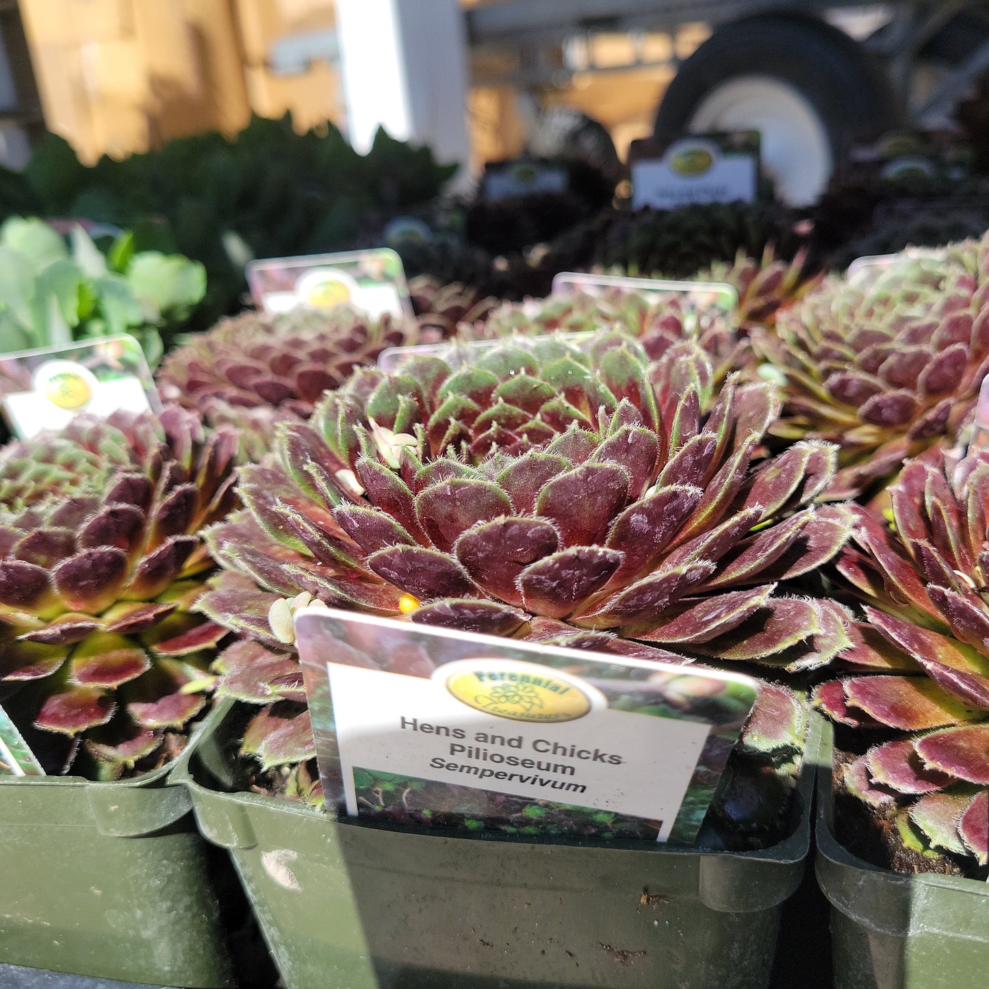 4" Hens and Chicks (Sempervivum)