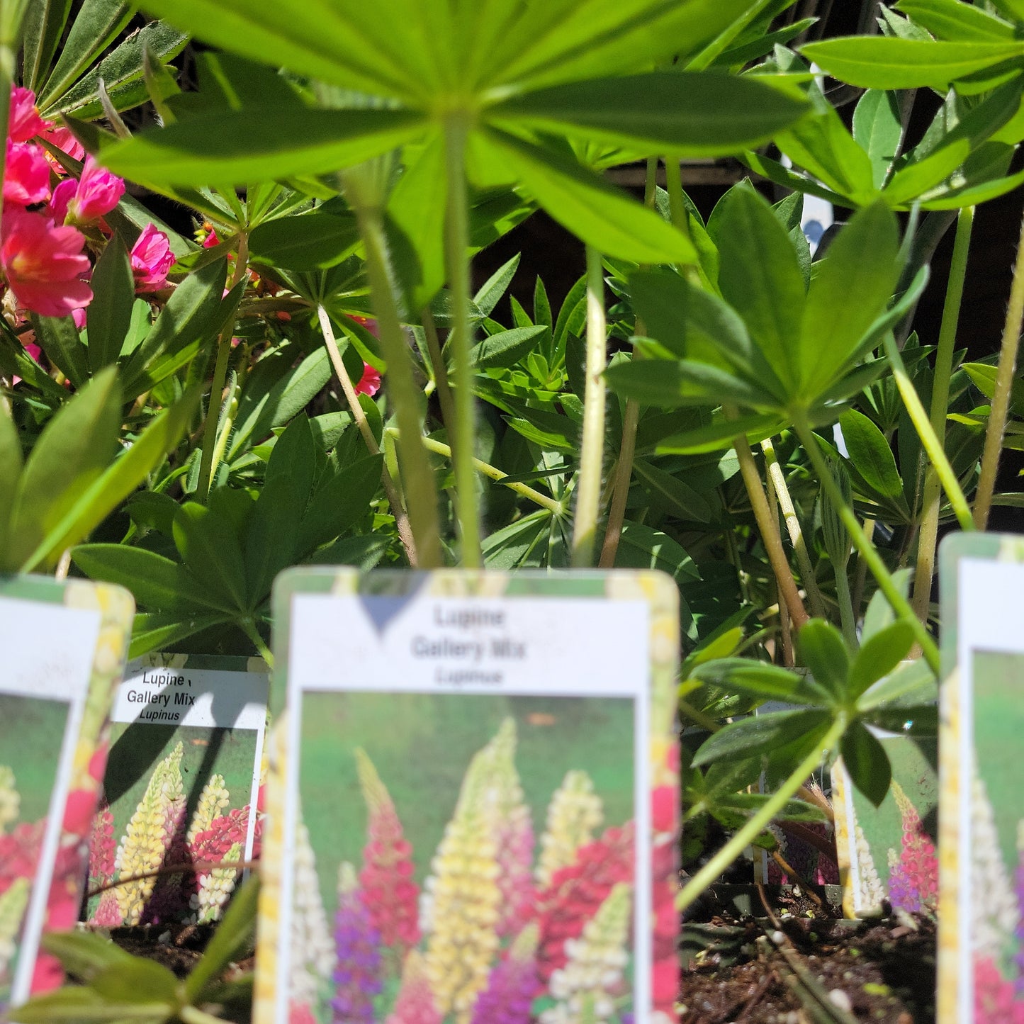 4" Lupine