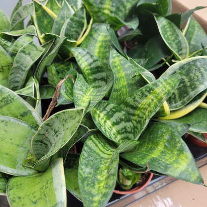 Snake Plant varieties