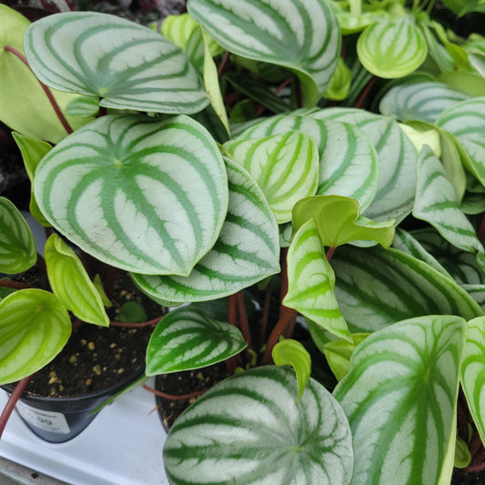 4" Peperomia Watermelon