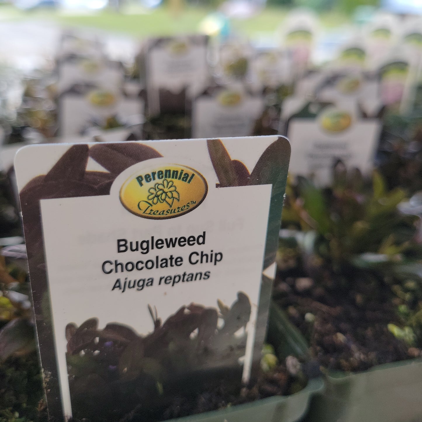 4"Ajuga (Bugleweed)
