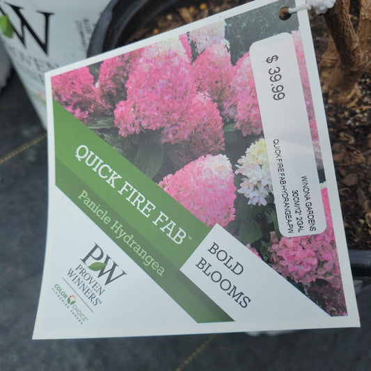PW Quick Fire Fab Hydrangea