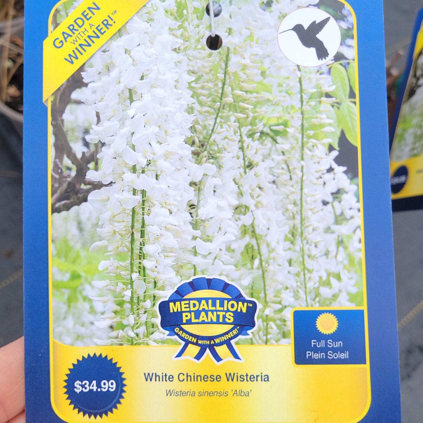 Wisteria