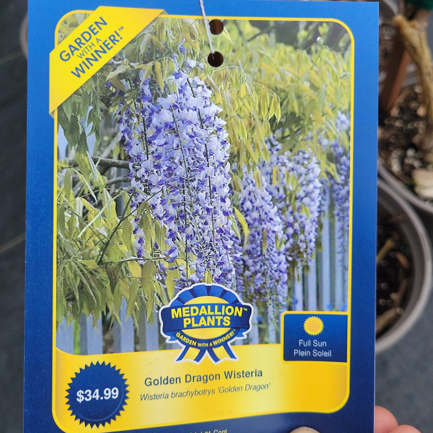 Wisteria