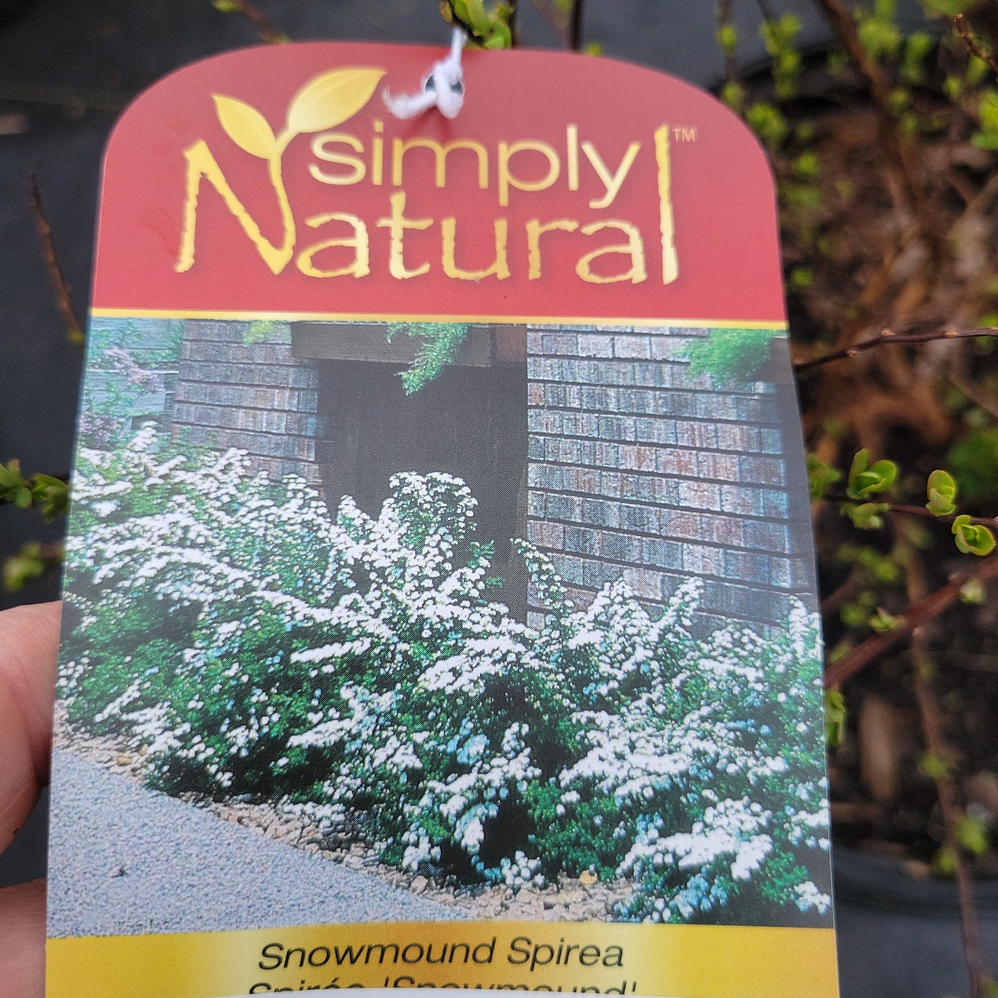 Snowmound Spirea