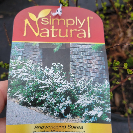 Snowmound Spirea