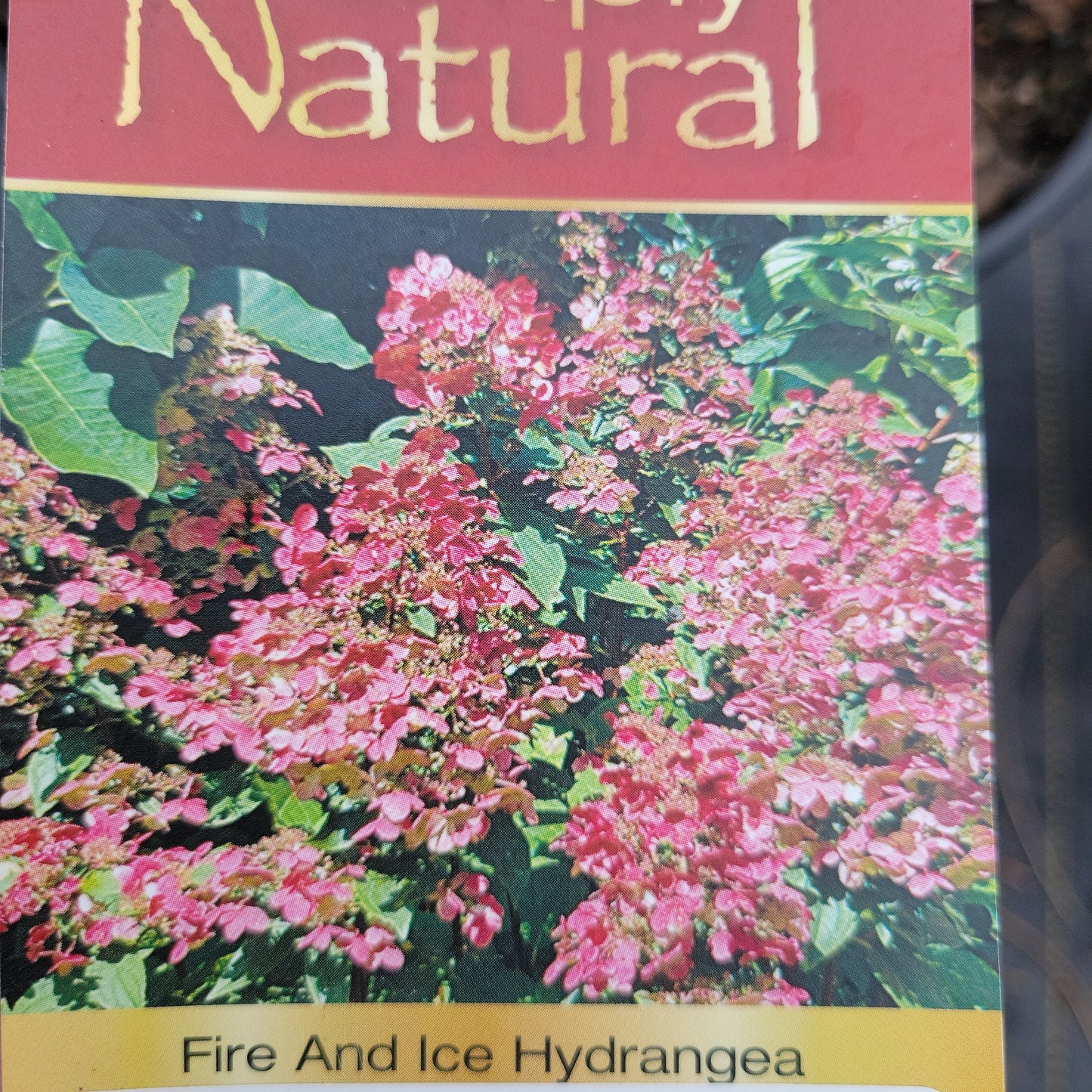 Fire and Ice Hydrangea