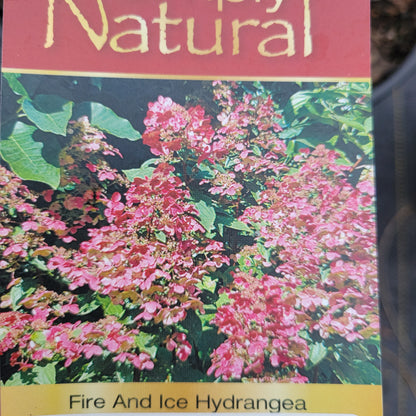 Fire and Ice Hydrangea