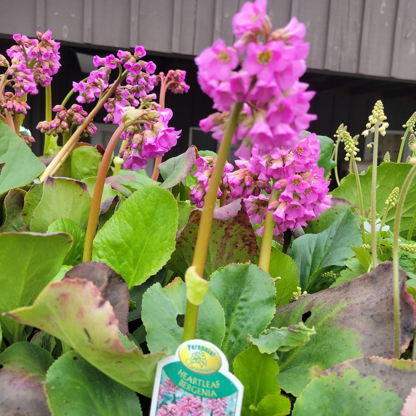 Bergenia