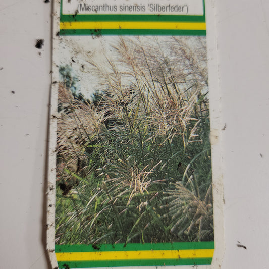 1 Gal Maiden Grass 'Silberfeder'