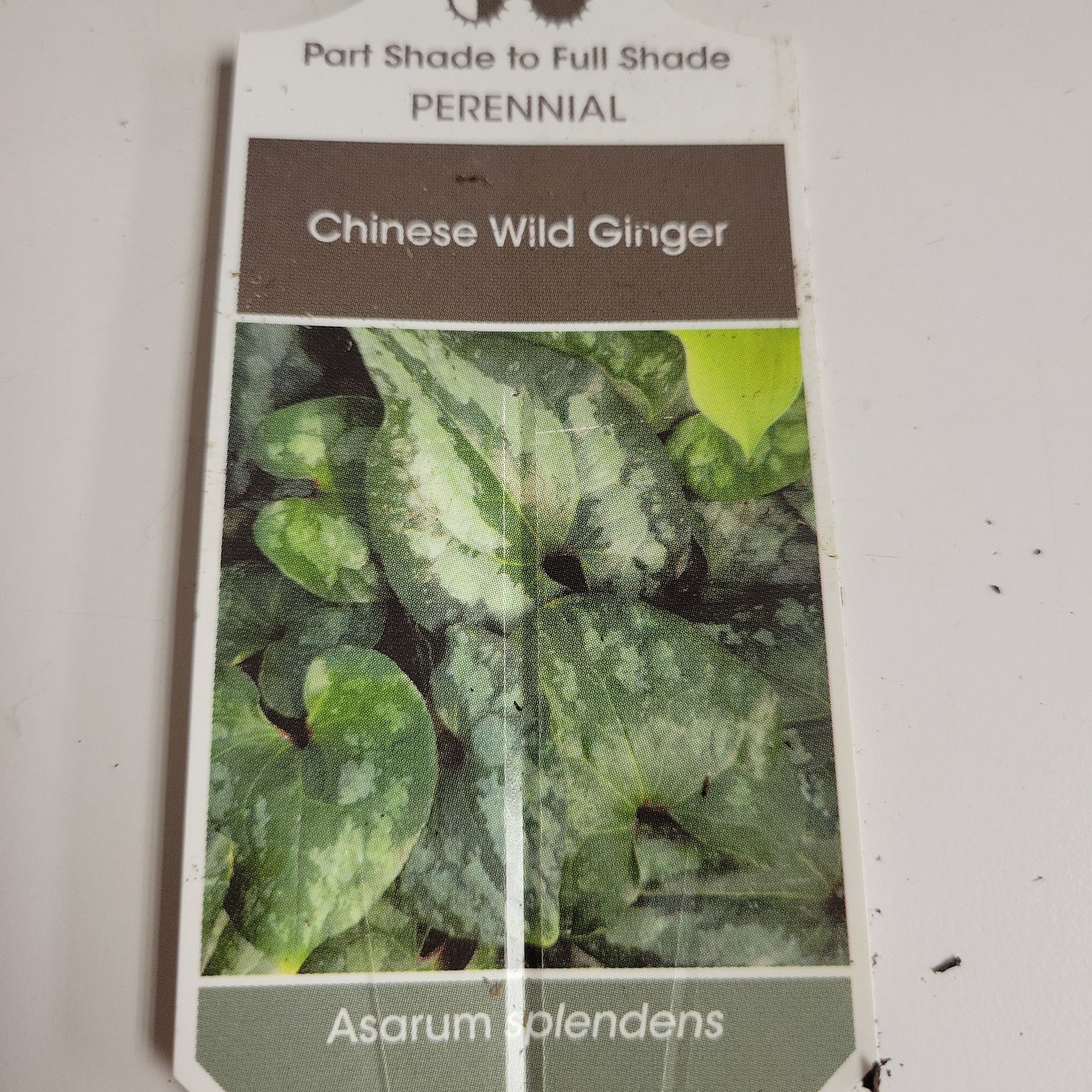 Chinese Wild Ginger 'Asarum Splendens'