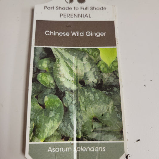Chinese Wild Ginger 'Asarum Splendens'
