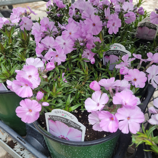 1 Gal Creeping Phlox