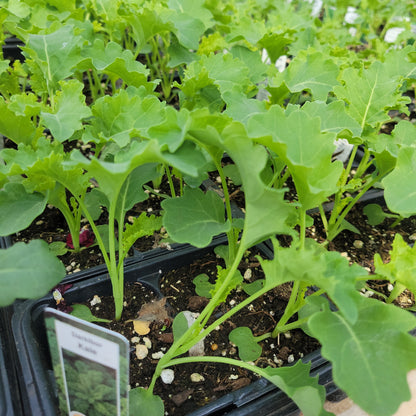 Kale Plant (Multi Pack)