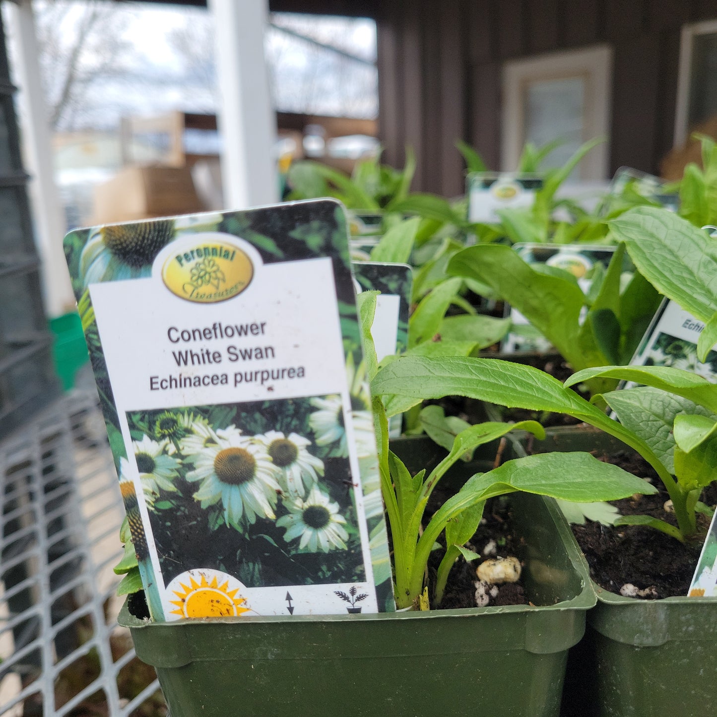 4" Coneflower 'Echinacea'