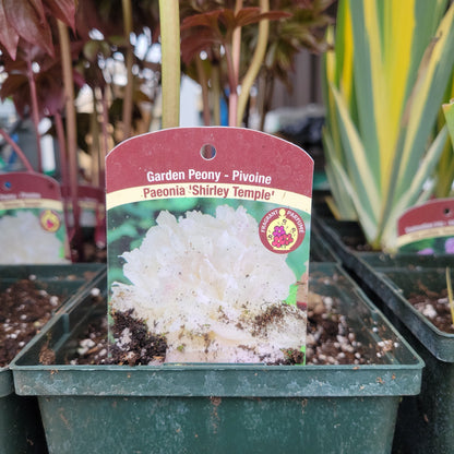 Peony 1 gal