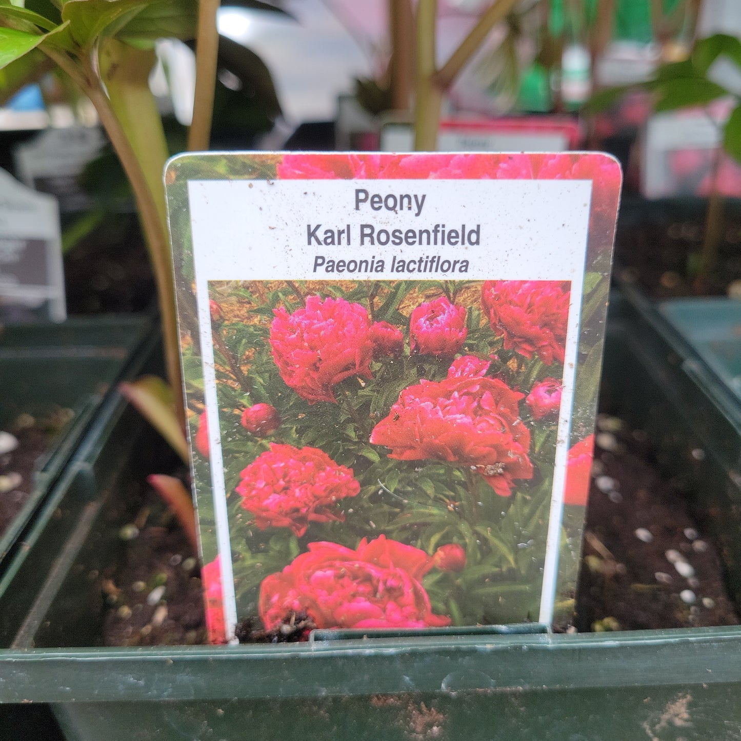 Peony 1 gal
