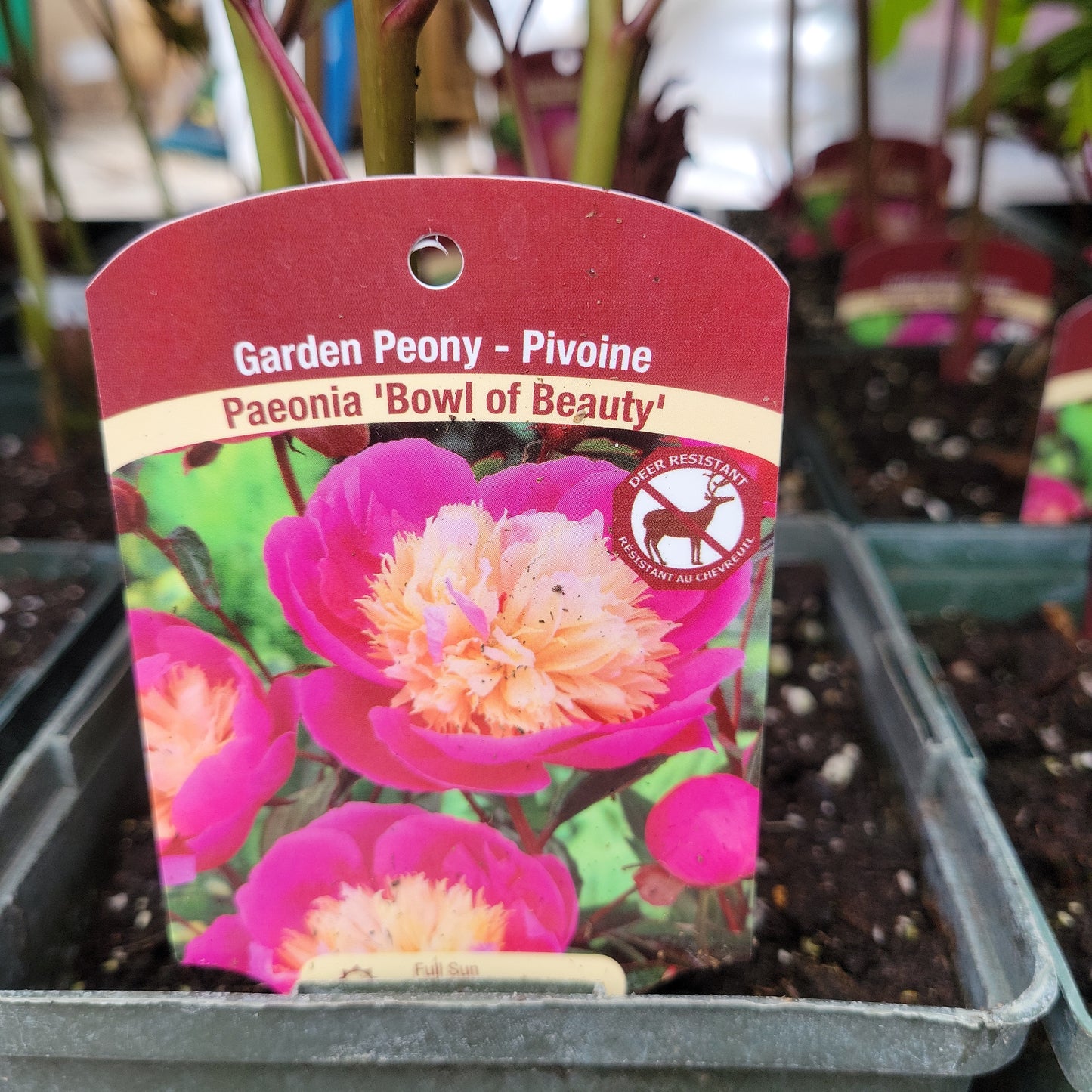 Peony 1 gal