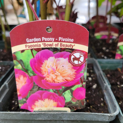 Peony 1 gal