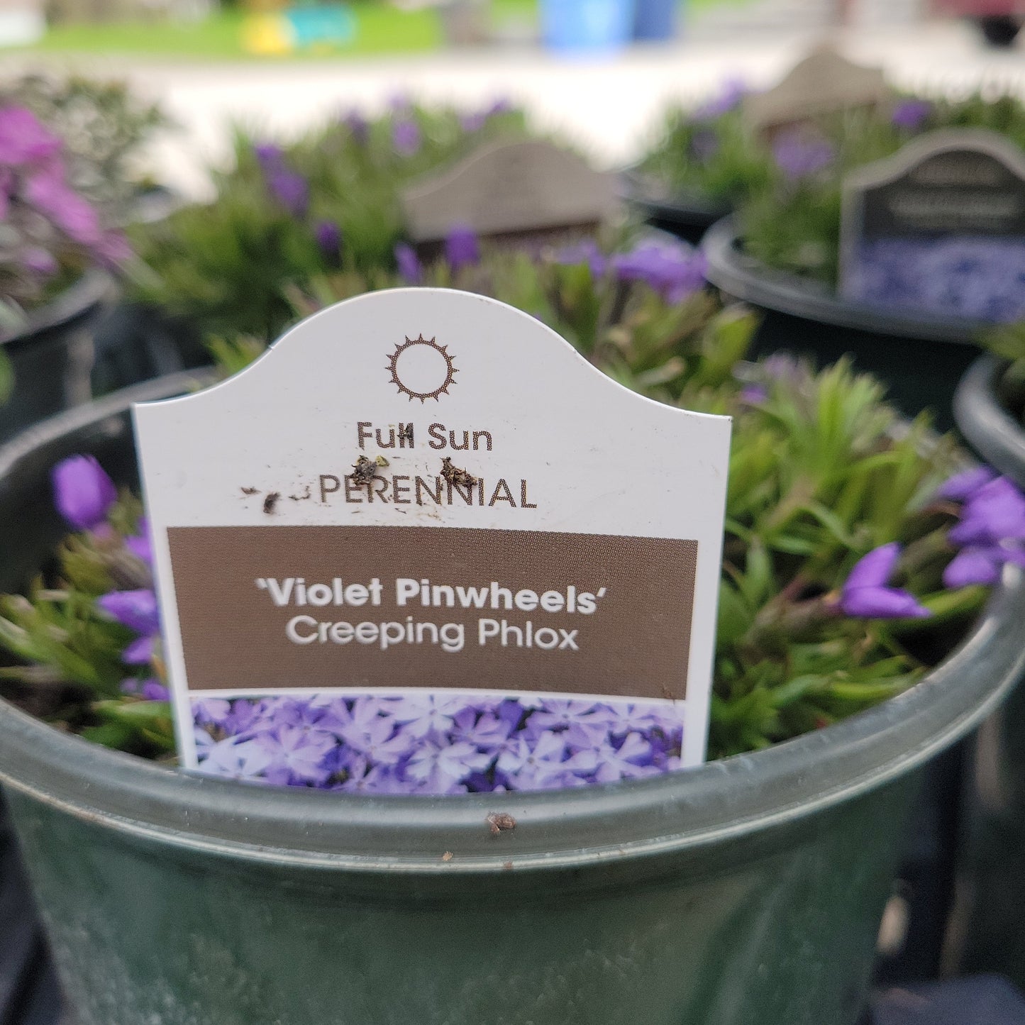 1 Gal Creeping Phlox
