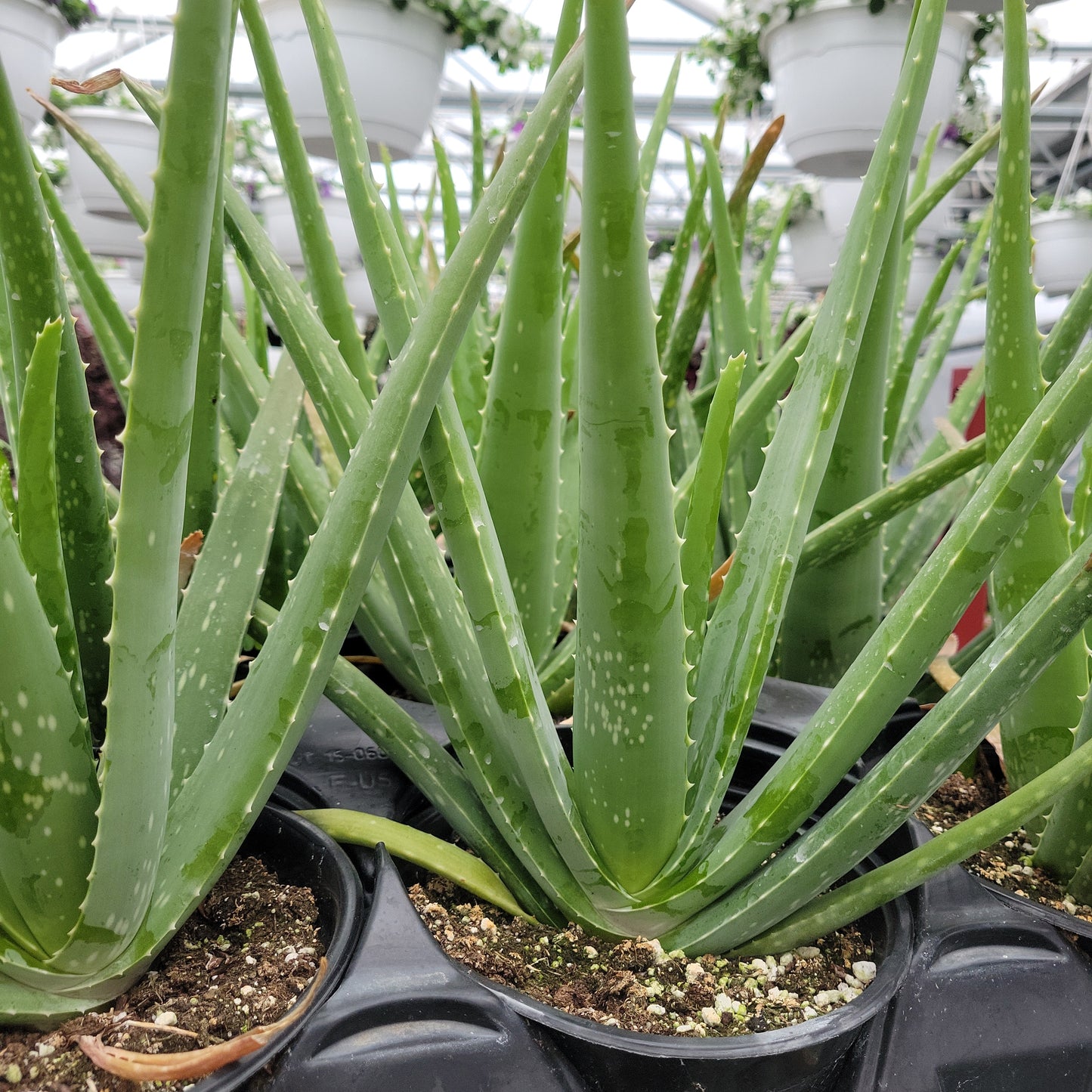 Aloe Vera