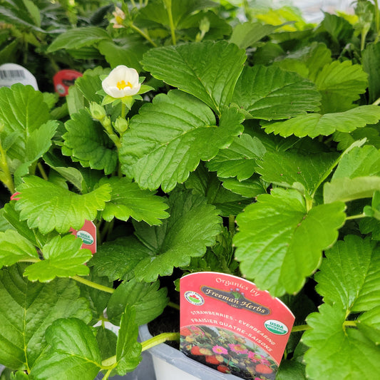 4" Organic Everbearing Strawberry