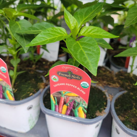 Organic 4" Hot Cayenne Pepper