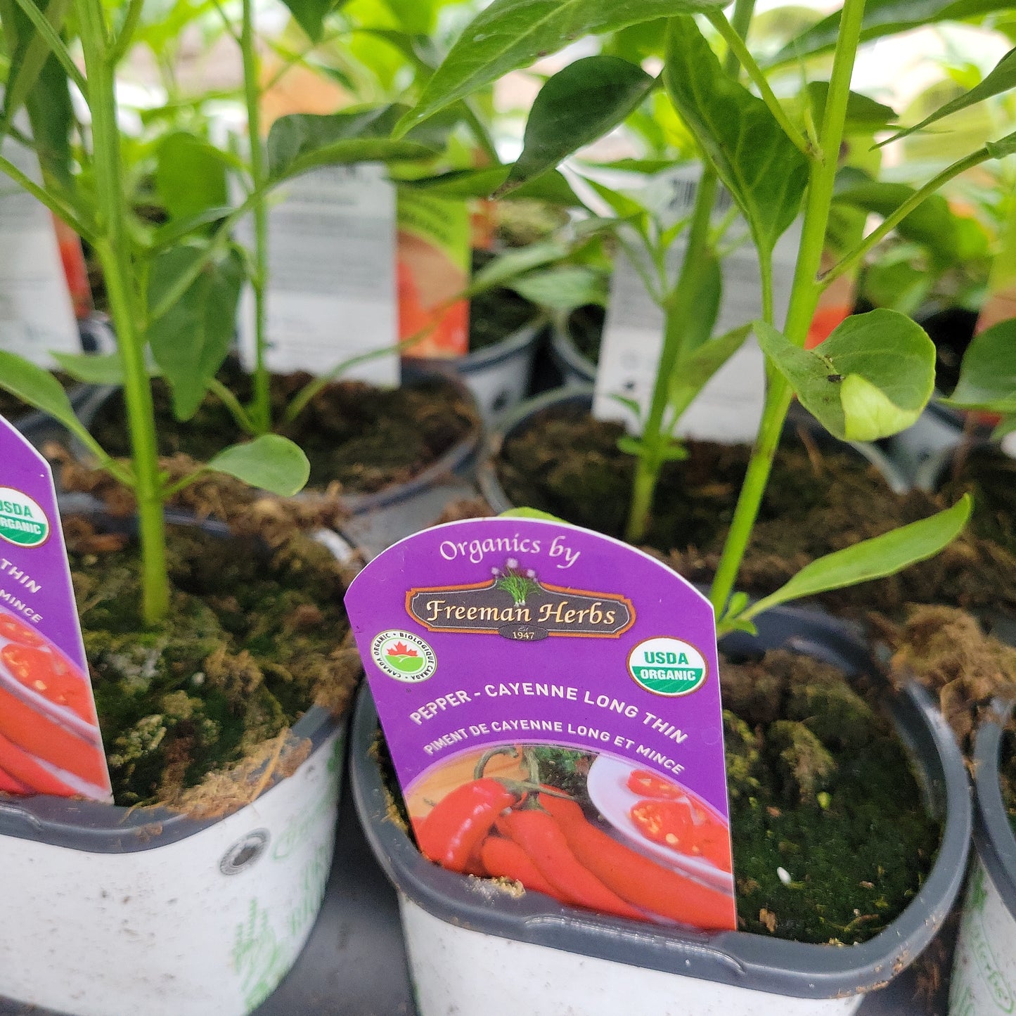 Organic 4" Hot Cayenne Pepper
