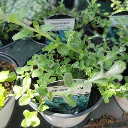 4" Helichrysum ( Licorice Vine )