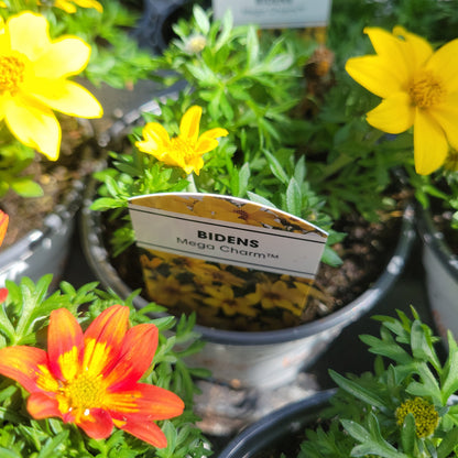 4" Bidens