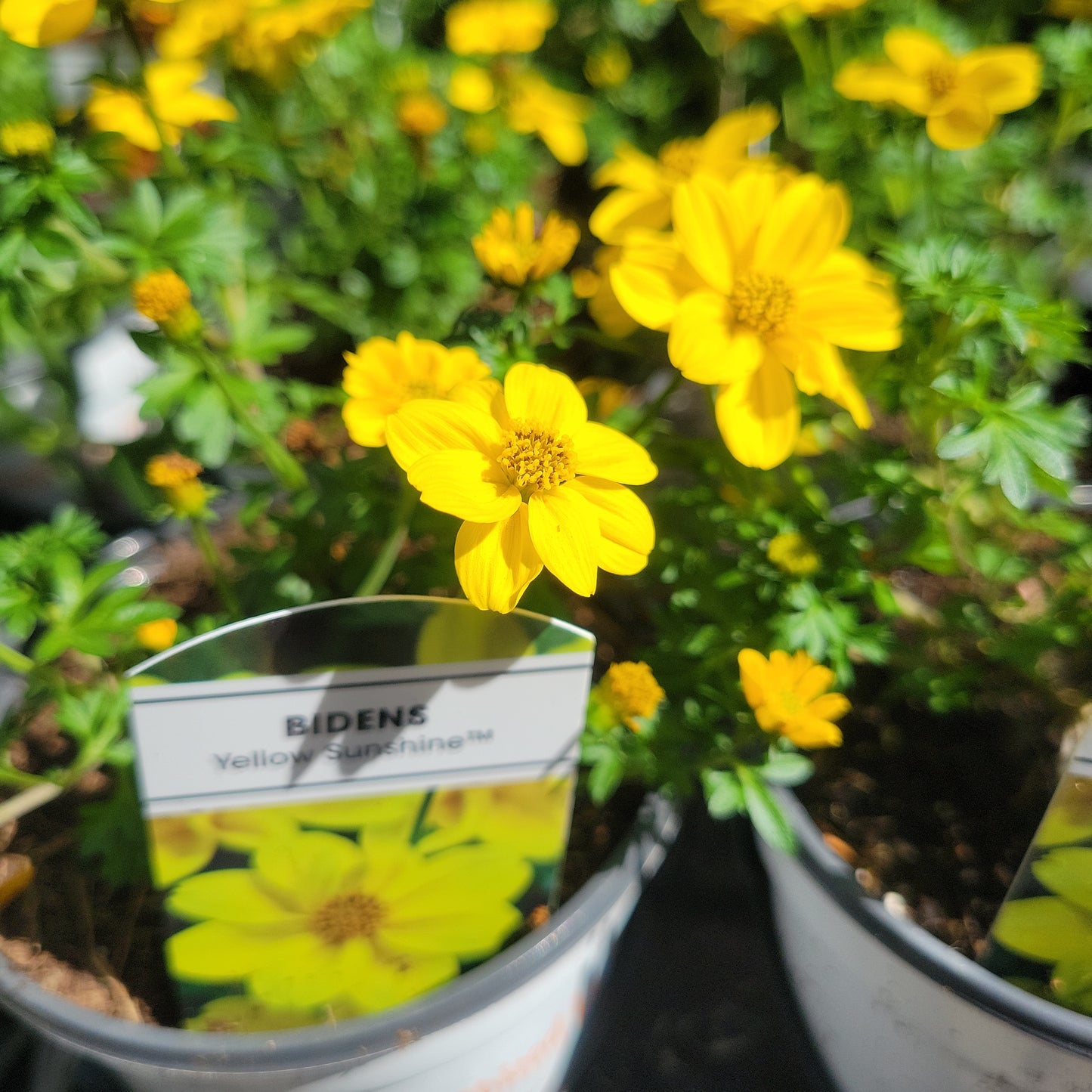 4" Bidens