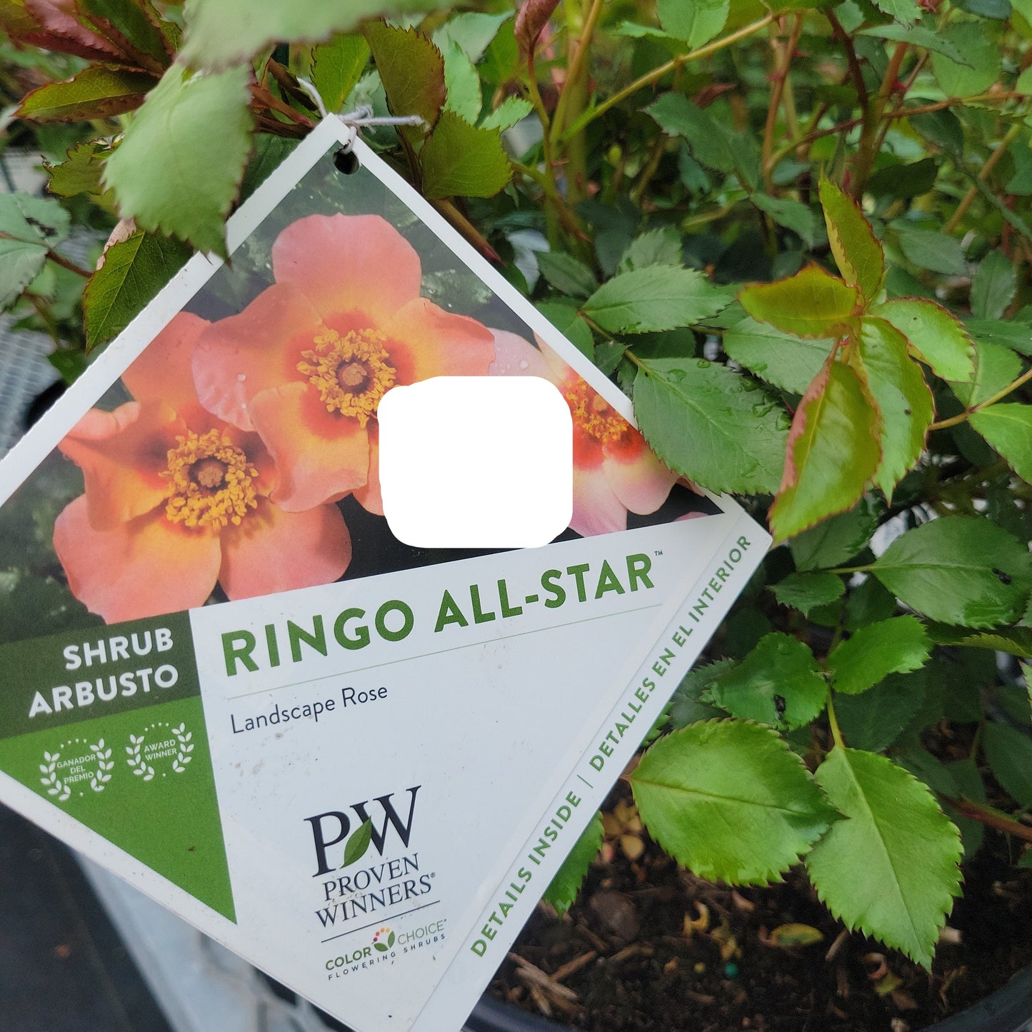 Ringo All-Star Shrub Rose