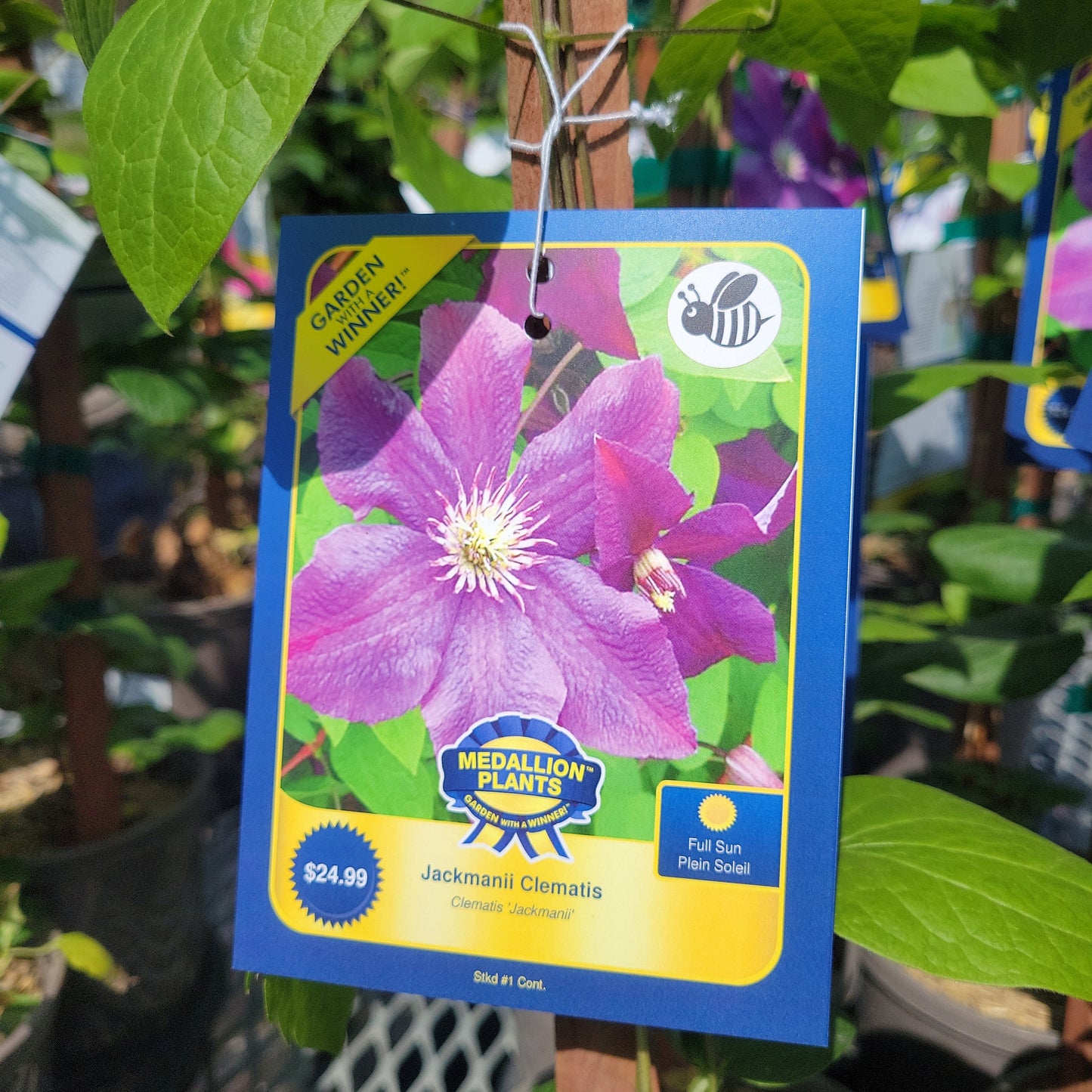 1 Gal Clematis