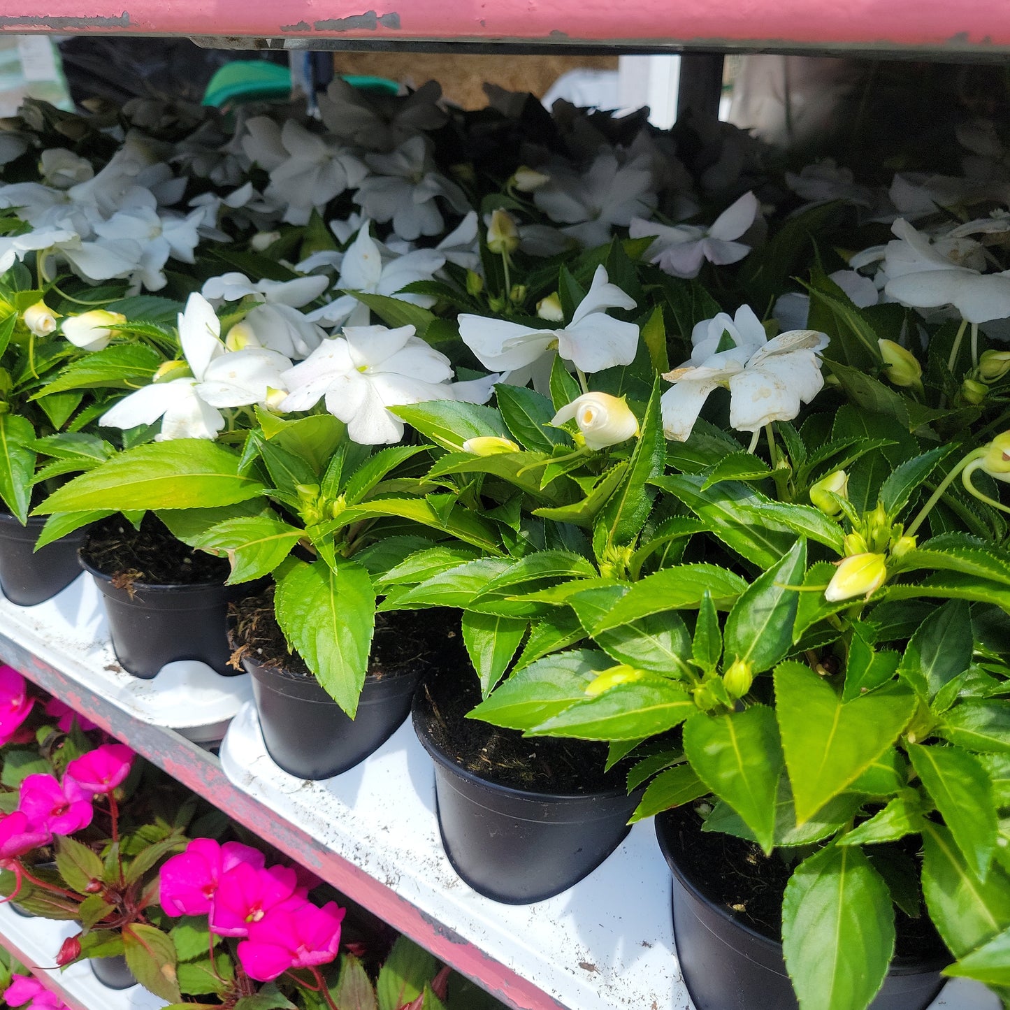 4" New Guinea Impatiens