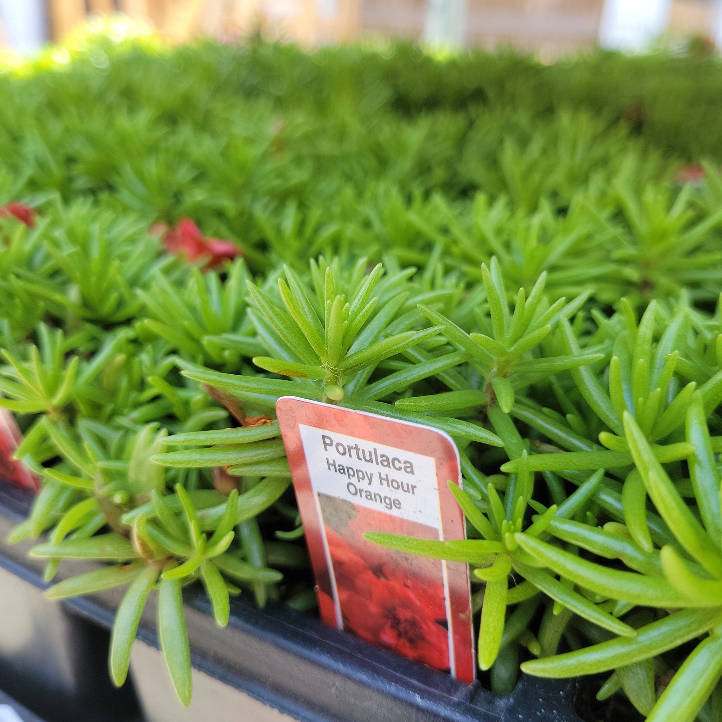 Multi Portulaca
