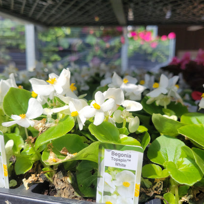 Begonia Multi Pack