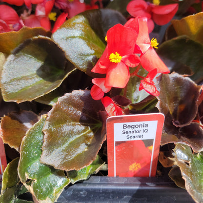 Begonia Multi Pack