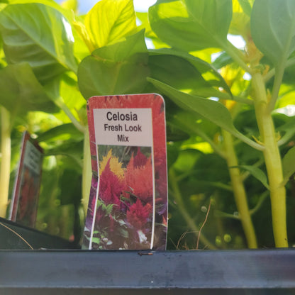 Celosia Multi Pack