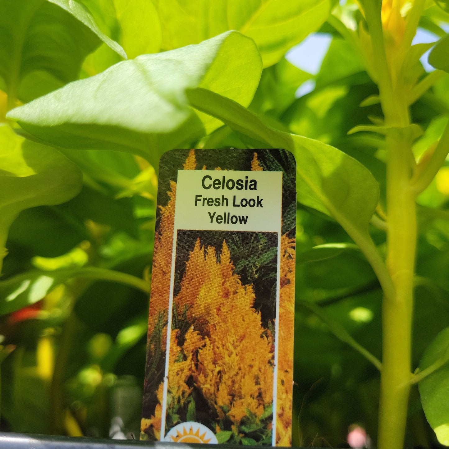 Celosia Multi Pack